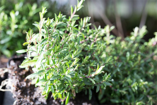 Berg-Sandkraut 'Blizzard Compact'