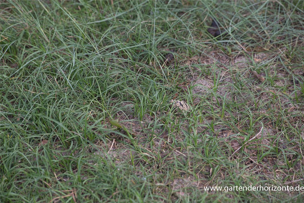 Carex arenaria