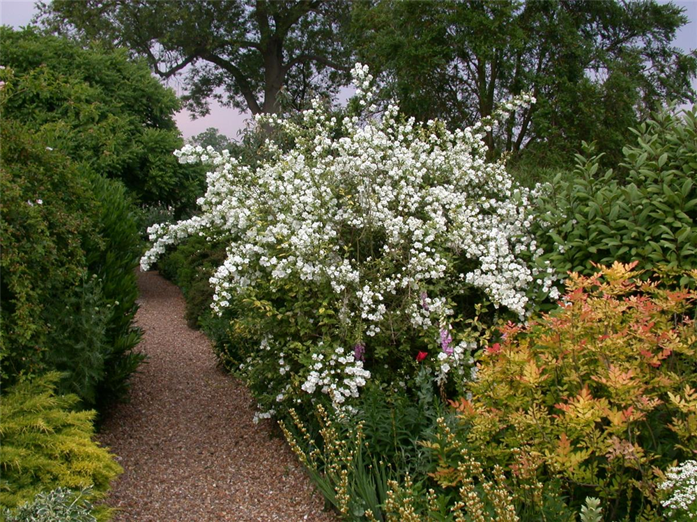 Blütengehölzhecke