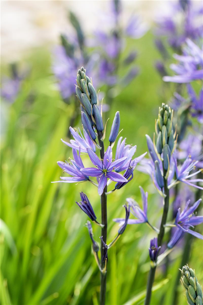 Leichtlin-Prärielilie 'Caerulea'