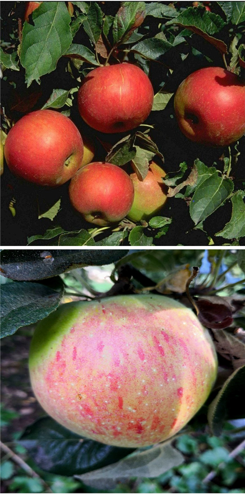 Apfel DUO 'Idared/Osnabrücker Renette'