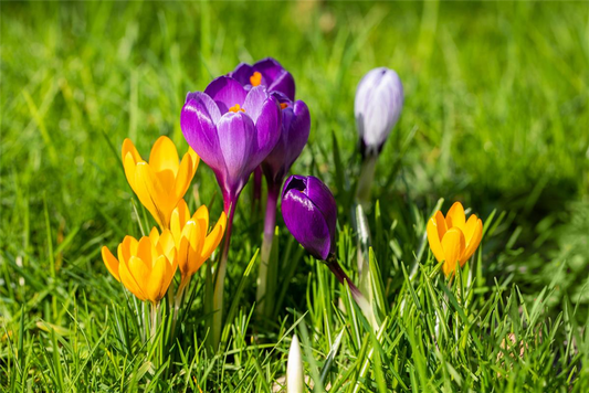 Krocus Botanical Mega-Mix-Packung - 50 Blumenzwiebeln