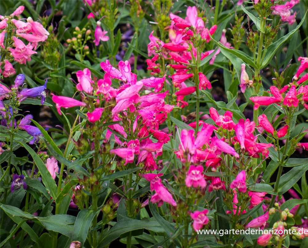 Bartfaden 'Praecox Nanus Rondo'