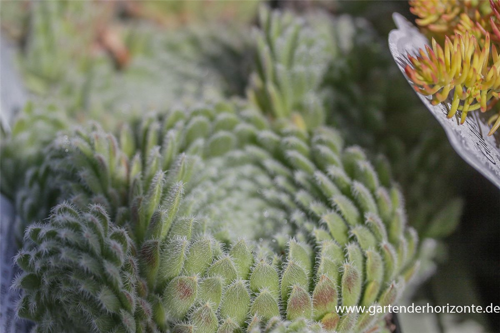 Bewimperte Kugel-Steinrose 'Borisii'