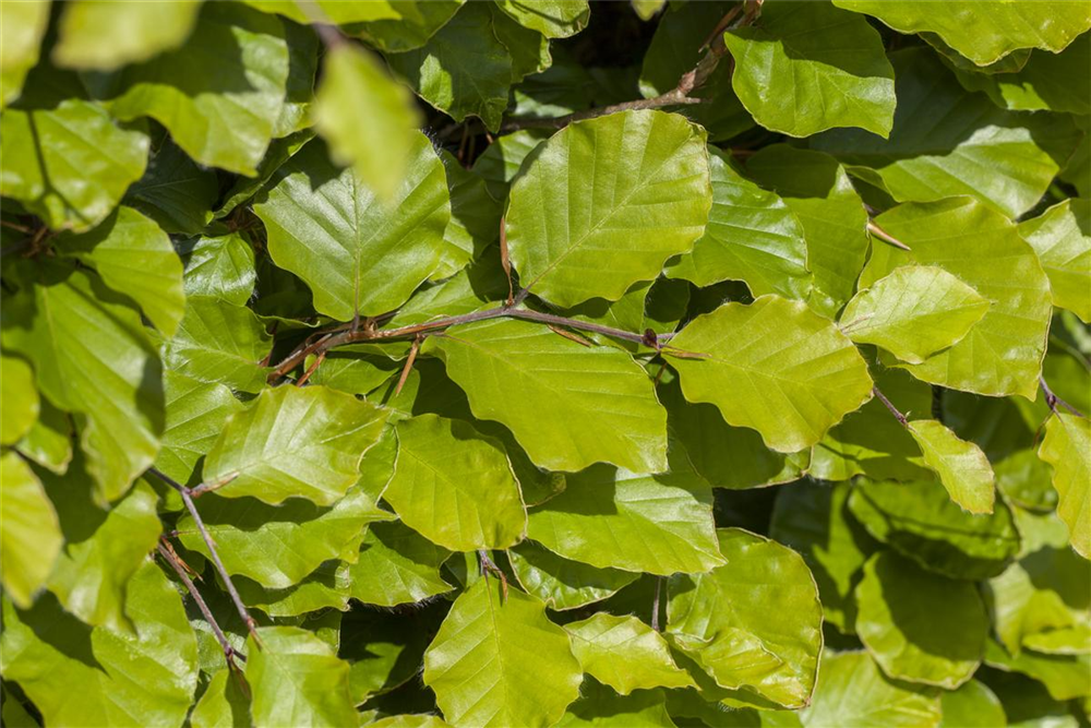 Säulen-Goldbuche 'Dawyck Gold'