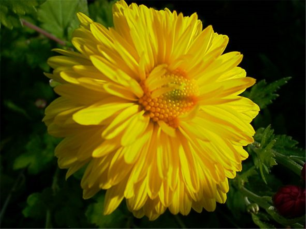 Chrysanthemum x hort.'Citrus'