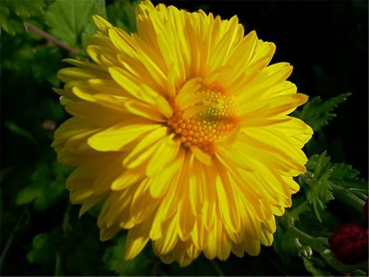 Chrysanthemum x hort.'Citrus'