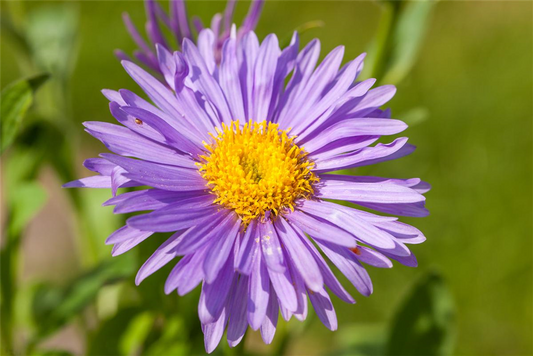 Alpen-Aster