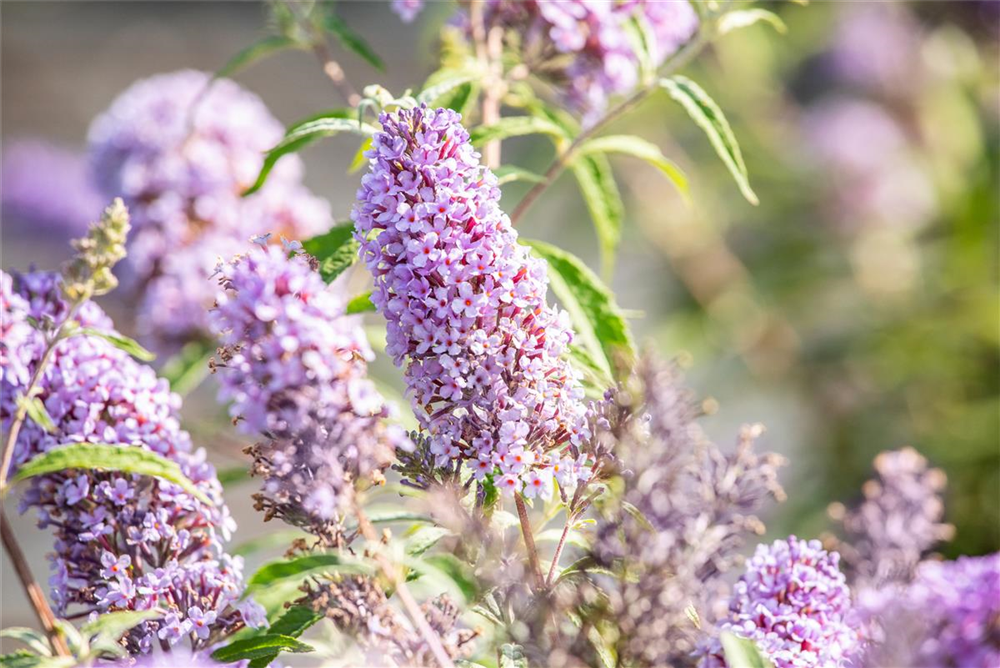 Schmetterlingsfieder BUZZ™ 'Sky Blue'®