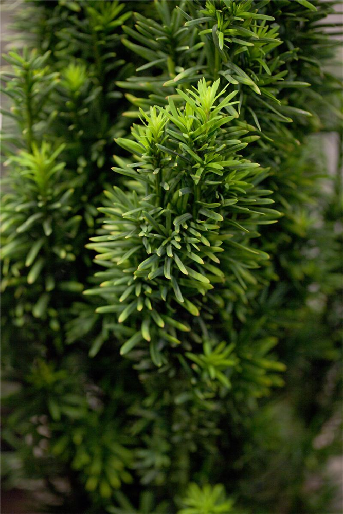 Schmale Säuleneibe 'Fastigiata Robusta'