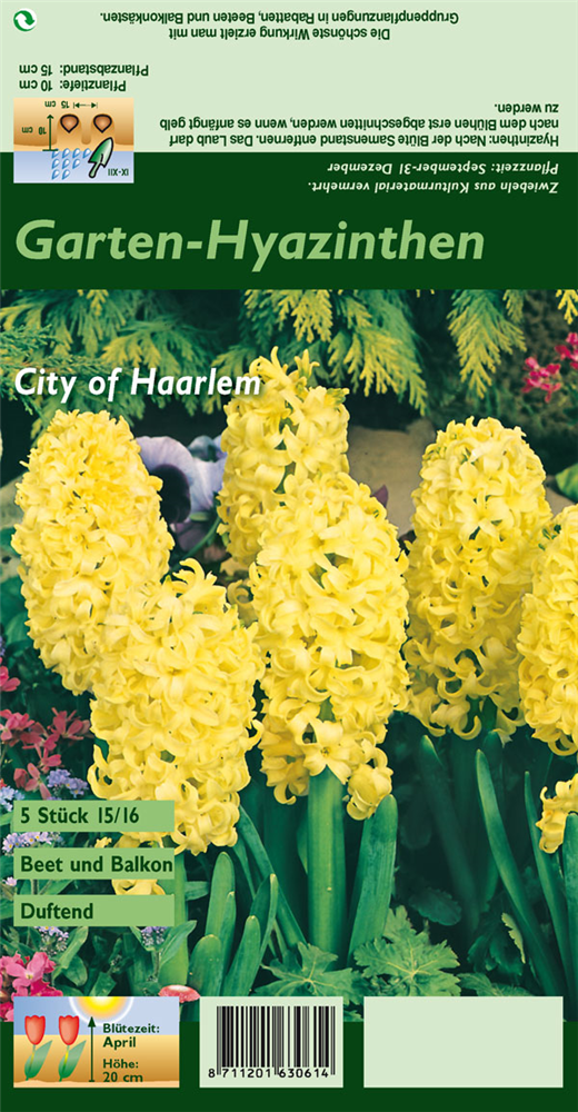 Hyazinthe 'City Of Haarlem'