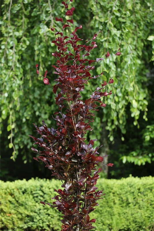 Säulen-Blutbuche 'Dawyck Purple'