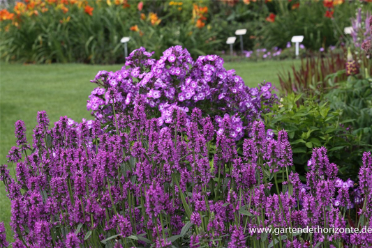 Dichtblütiger Garten-Ziest 'Hummelo'