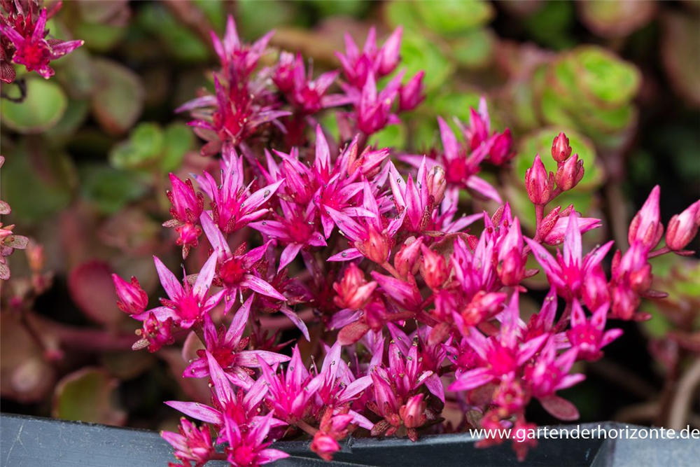 Garten-Teppich-Fettblatt 'Fuldaglut'