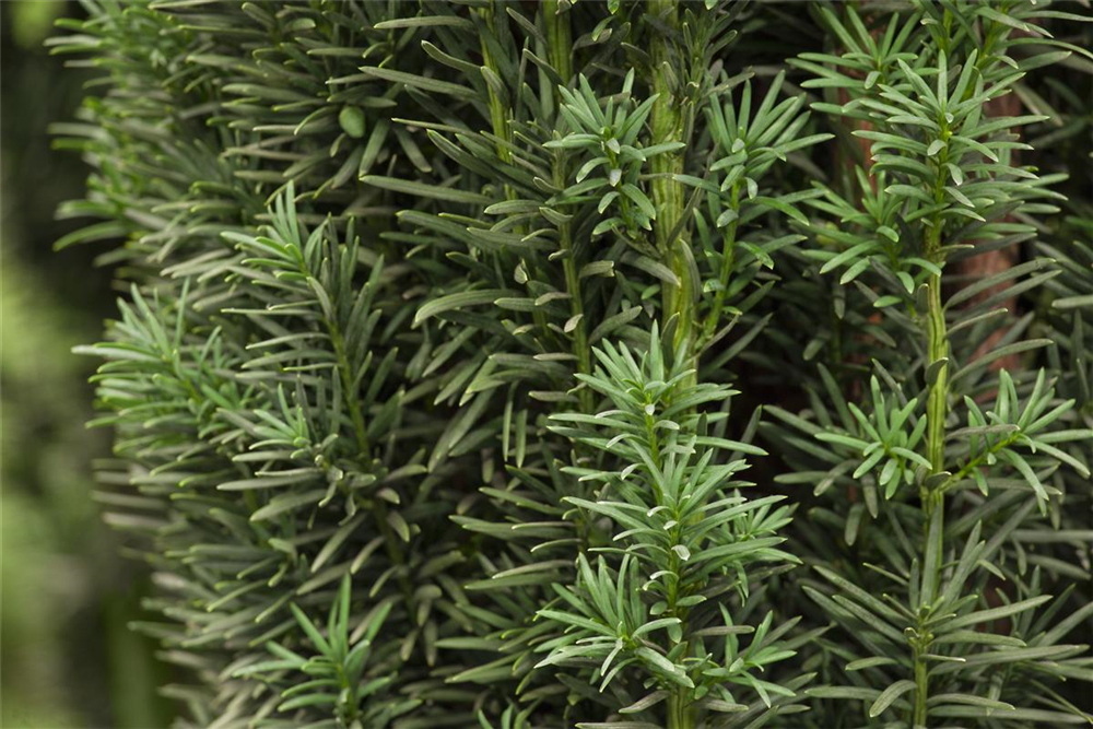Schmale Säuleneibe 'Fastigiata Robusta'