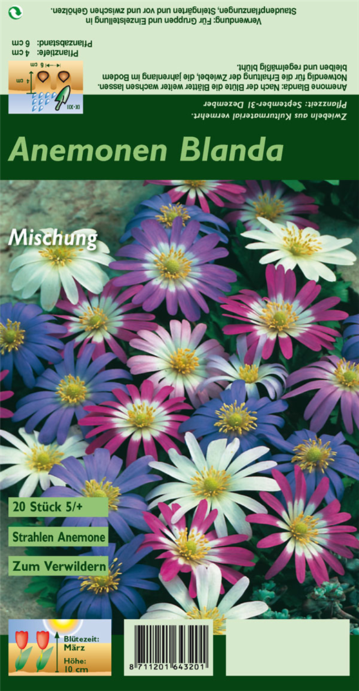 Strahlen-Windröschen