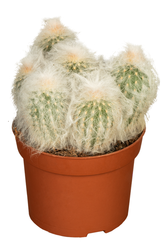 Säulenkaktus behaart