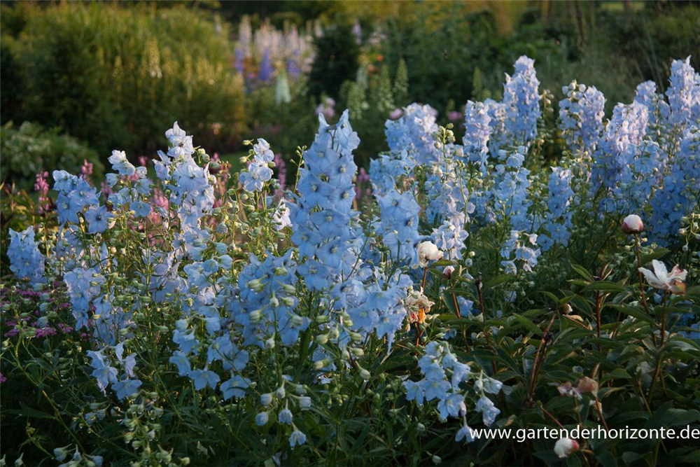 Delphinium x bellad.'Ballkleid'