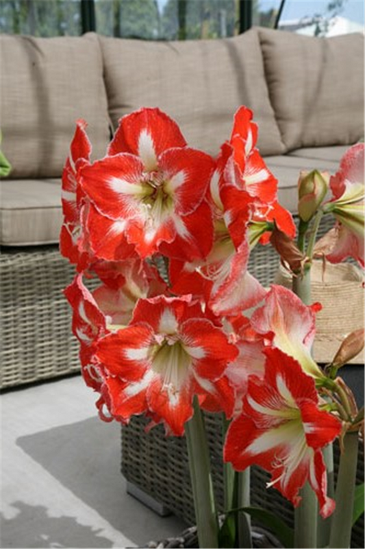 Ritterstern 'Minerva'