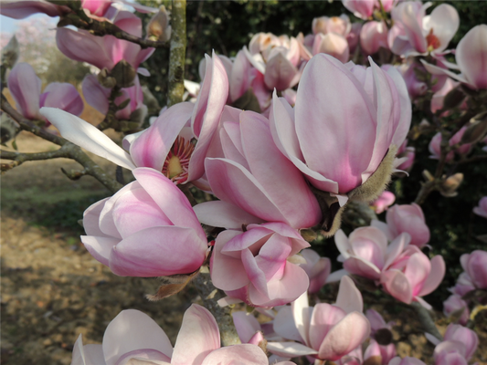Yulan-Magnolie 'Festirose'®