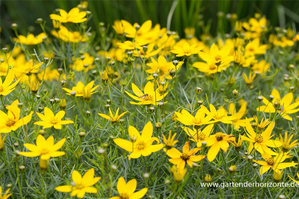 Coreopsis verticillata 'Zagreb'