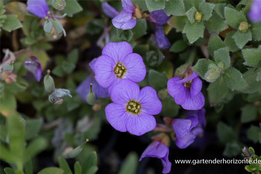 Aubrieta x cult.'Agnete'
