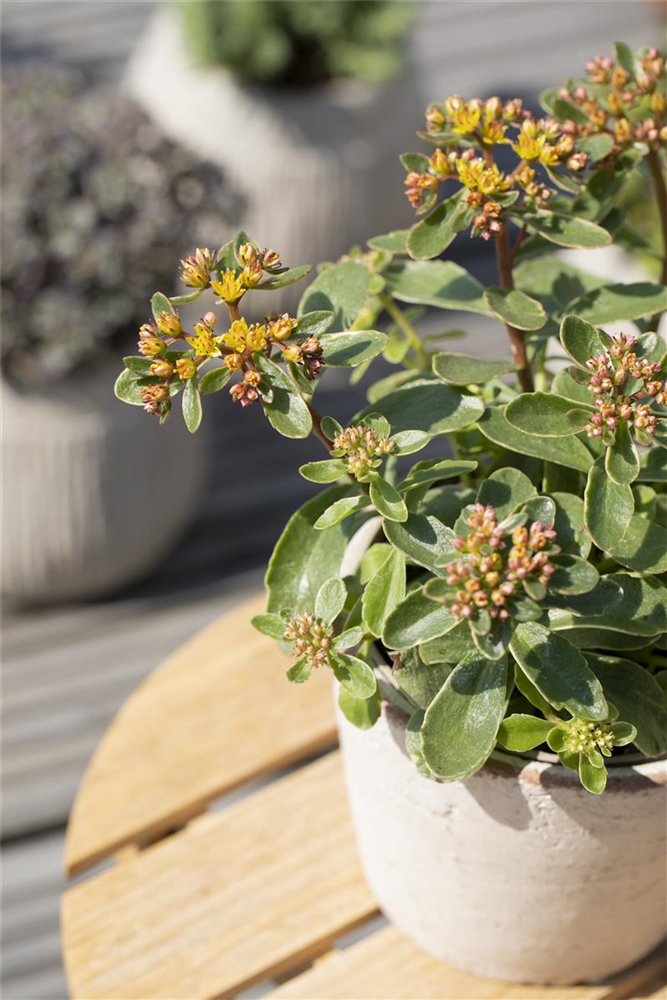 Sedum kamtschaticum 'Variegatum'