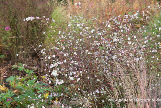 Aster 'Speyrer Herbstwoge'