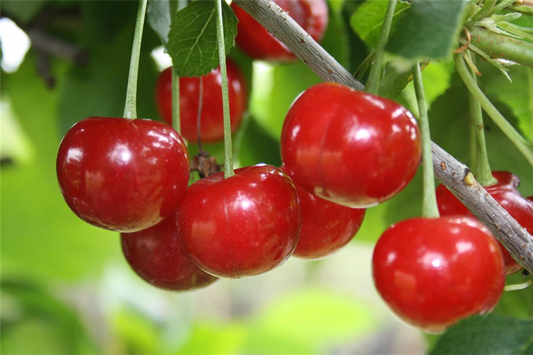 Sauerkirsche 'Morellenfeuer'