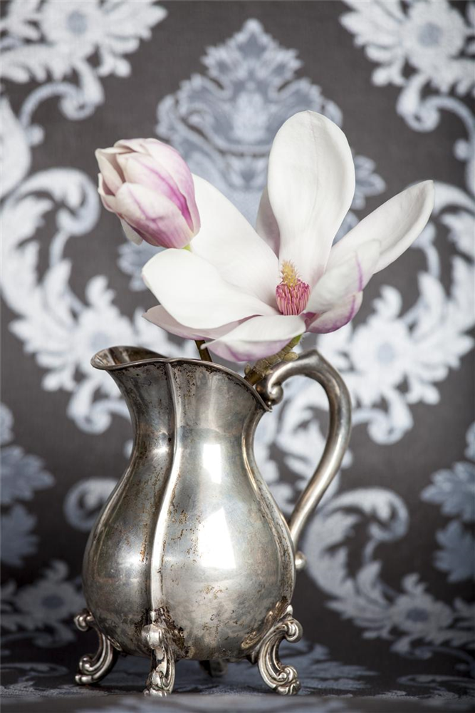 Tulpen-Magnolie