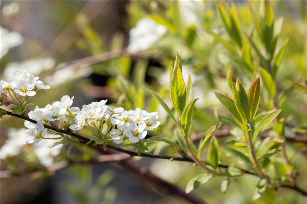 Weiße Rispenspiere 'Grefsheim'