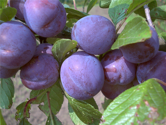 Zwetsche 'Wangenheims Frühzwetsche'