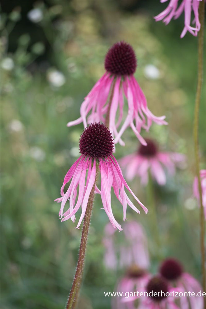 Bleicher Scheinsonnenhut