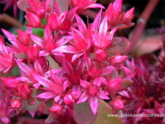 Garten-Teppich-Fettblatt 'Fuldaglut'