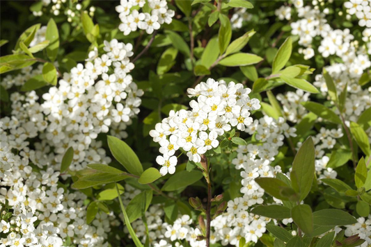 Weiße Rispenspiere 'Grefsheim'
