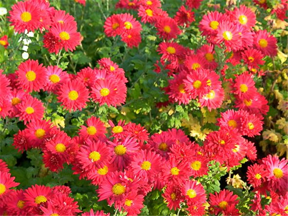 Chrysanthemum x hort.'Oktoberpracht'