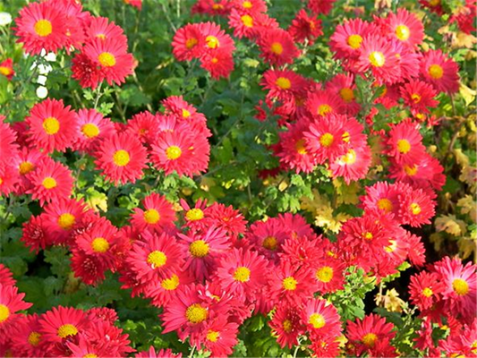 Chrysanthemum x hort.'Oktoberpracht'