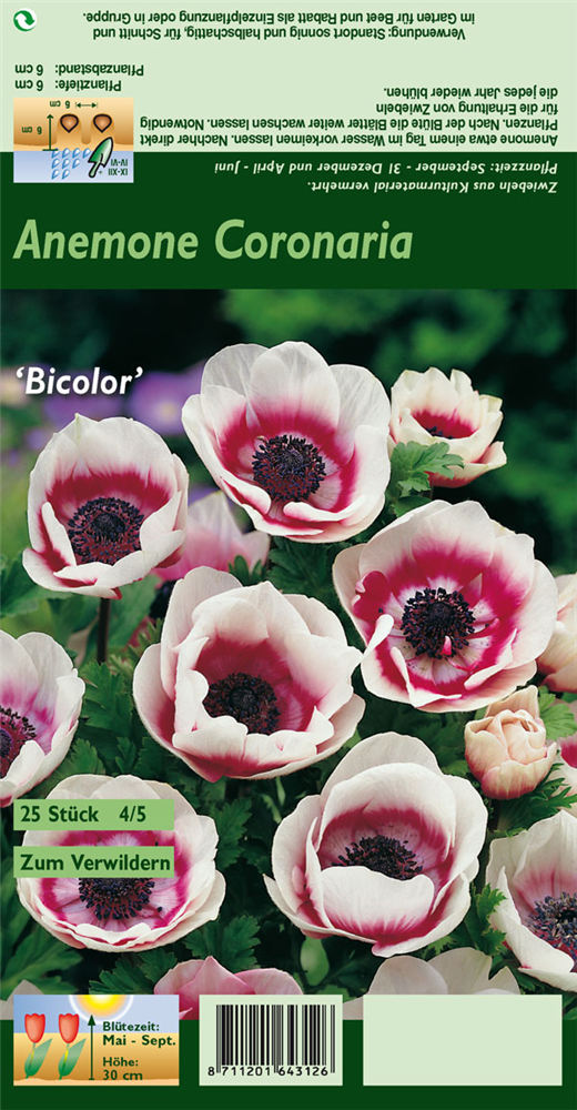 Kronen-Anemone 'De Caen Bicolor'