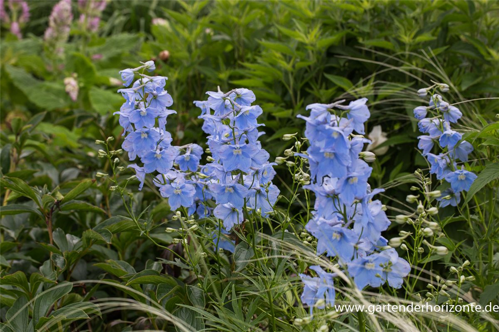 Delphinium x bellad.'Ballkleid'