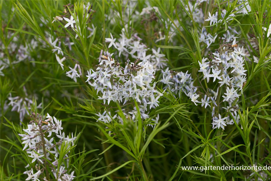 Amsonia