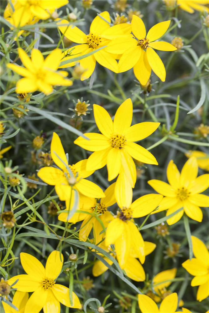 Coreopsis verticillata 'Zagreb'