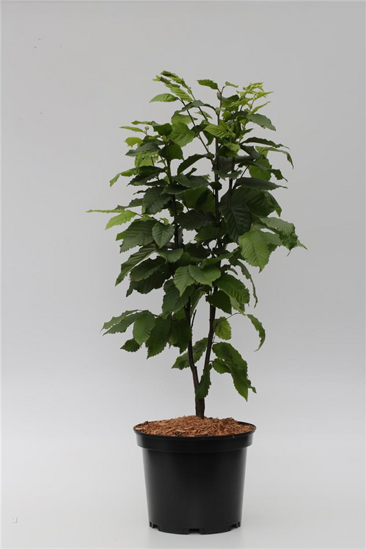 Säulen-Hainbuche 'Monument'