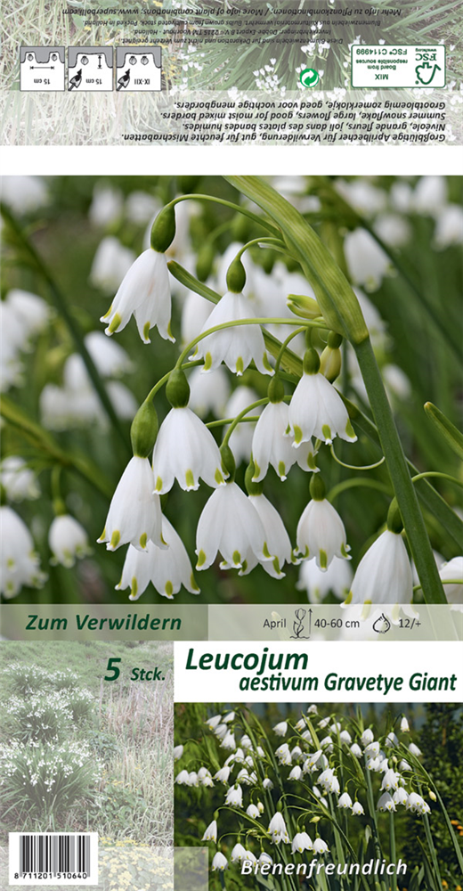 Sommer-Knotenblume 'Gravety Giant'