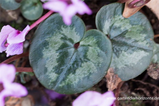 Cyclamen coum 'Cyberia Dark Rose'