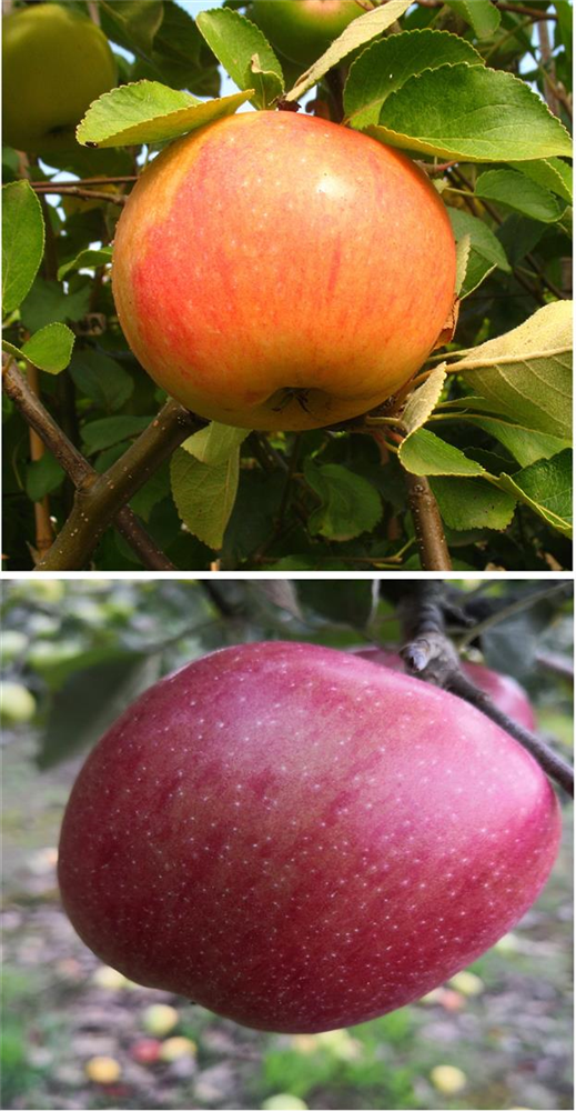 Apfel DUO 'James Grieve/Braeburn'