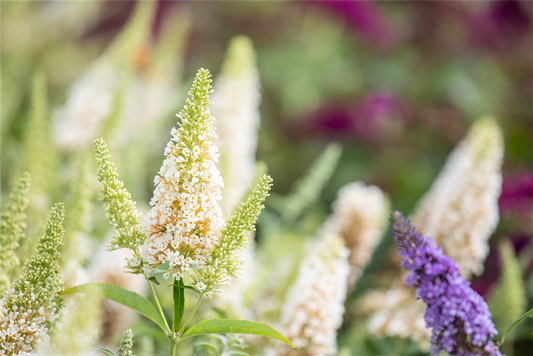 Schmetterlingsflieder BUZZ™ 'Ivory'