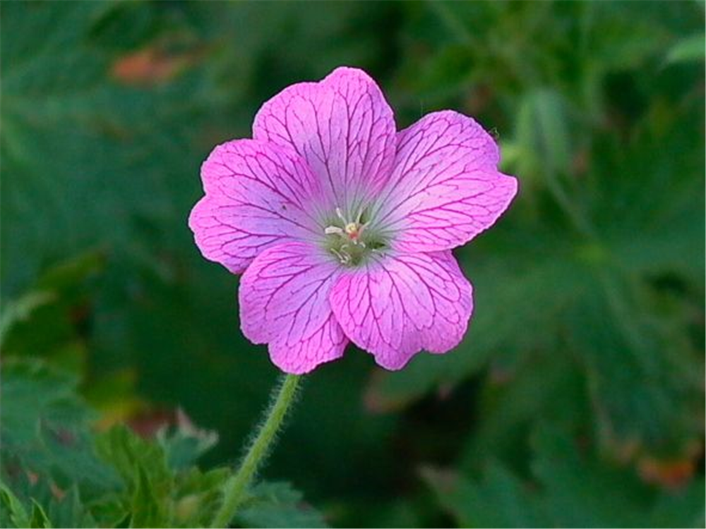 Geranium endressii