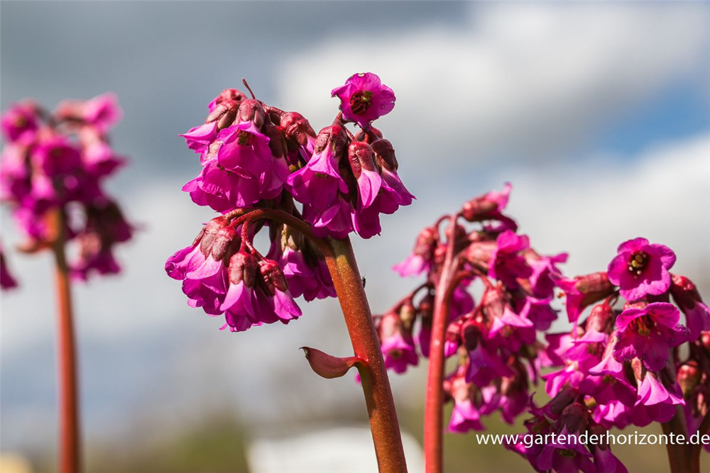 Bergenia cordifolia 'Pinneberg'