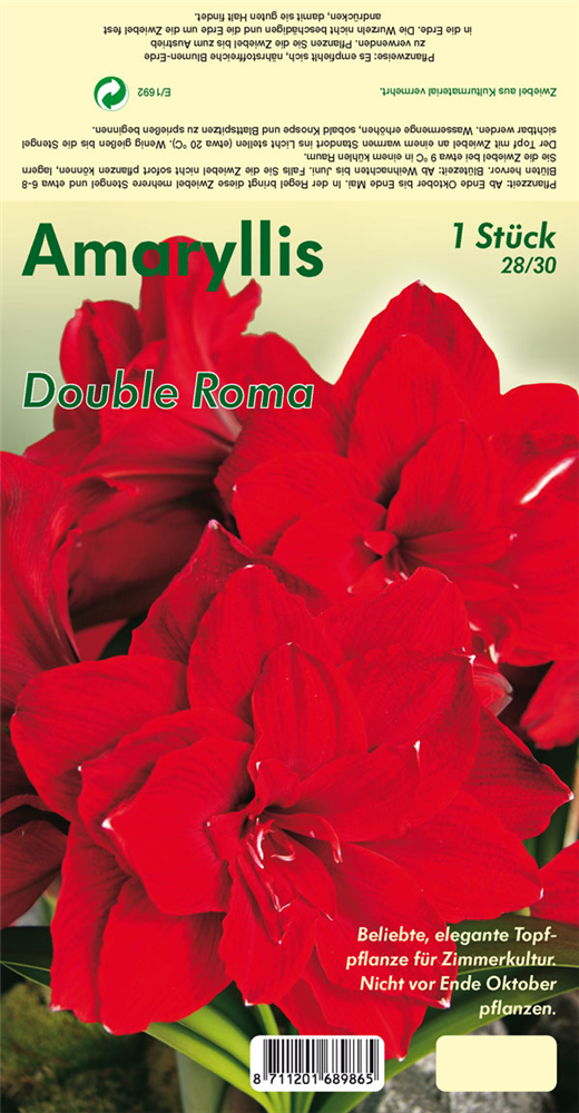 Ritterstern 'Double Roma'