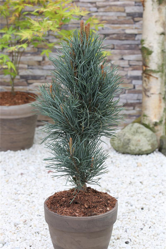 Säulenkiefer 'Fastigiata'